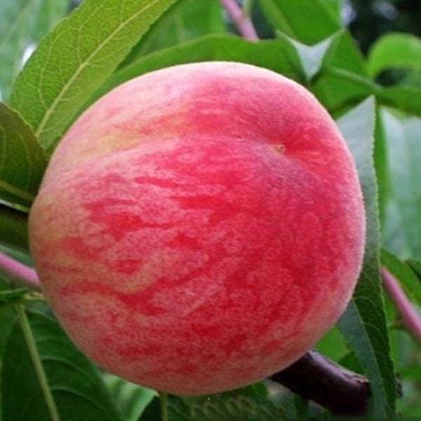 1-MCP peach
