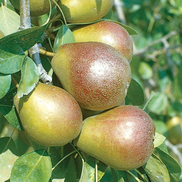 smart fresh on pears