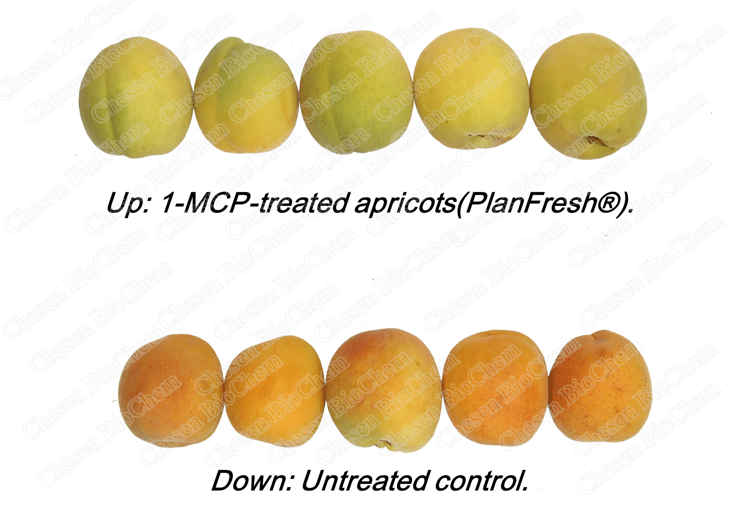 PlanFresh 1-MCP for apricots