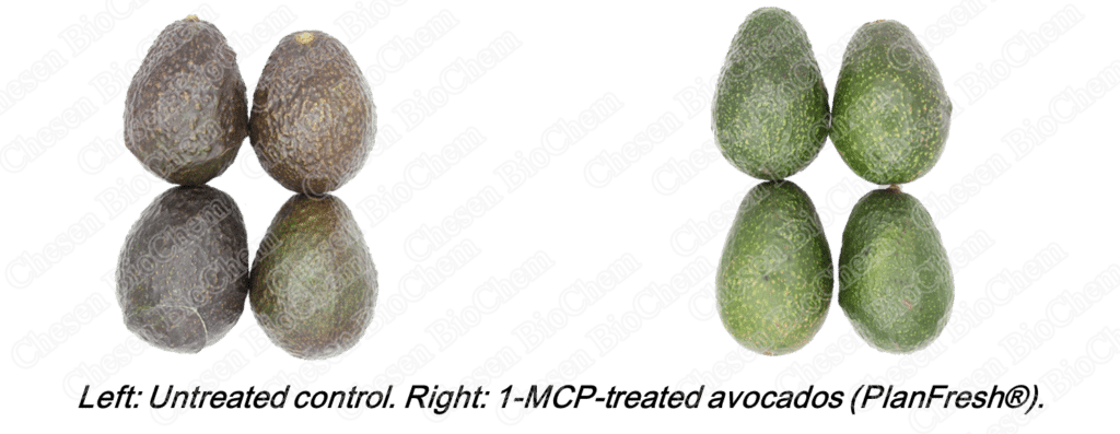 PlanFresh 1-MCP for avocados