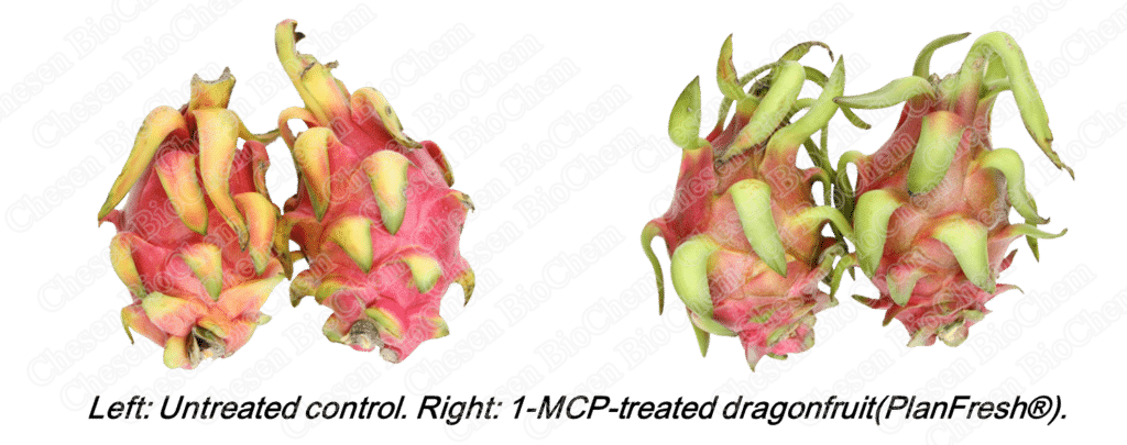 PlanFresh 1-MCP for dragonfruit