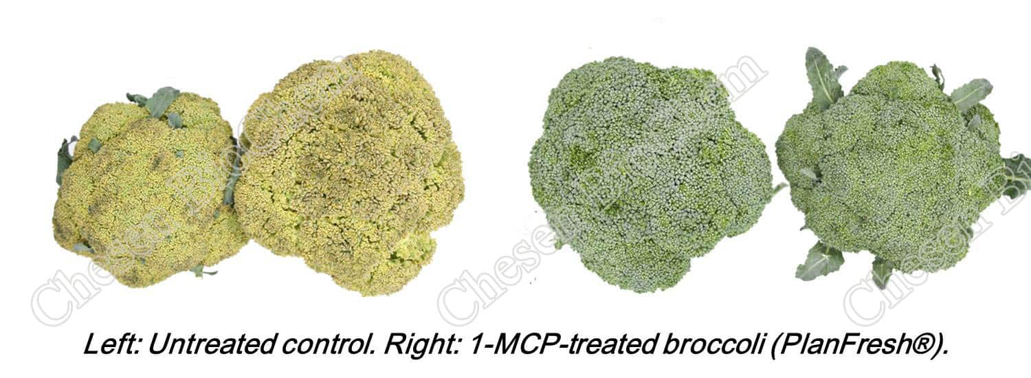 Planfresh 1-MCP on broccoli