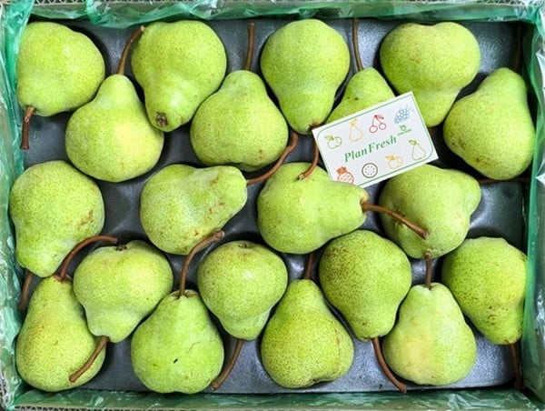 PlanFresh 1-MCP on pears