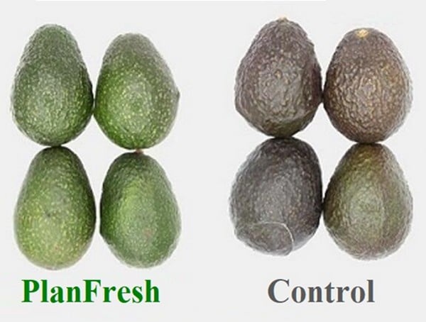 PlanFresh 1-MCP on avocado